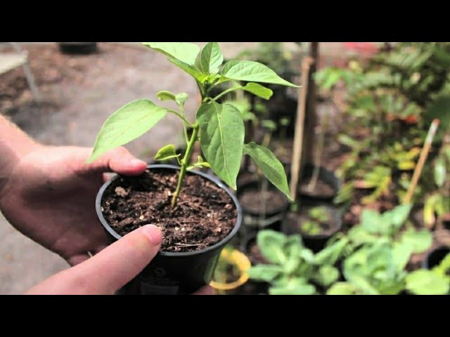 mi planta de pimientos no crece