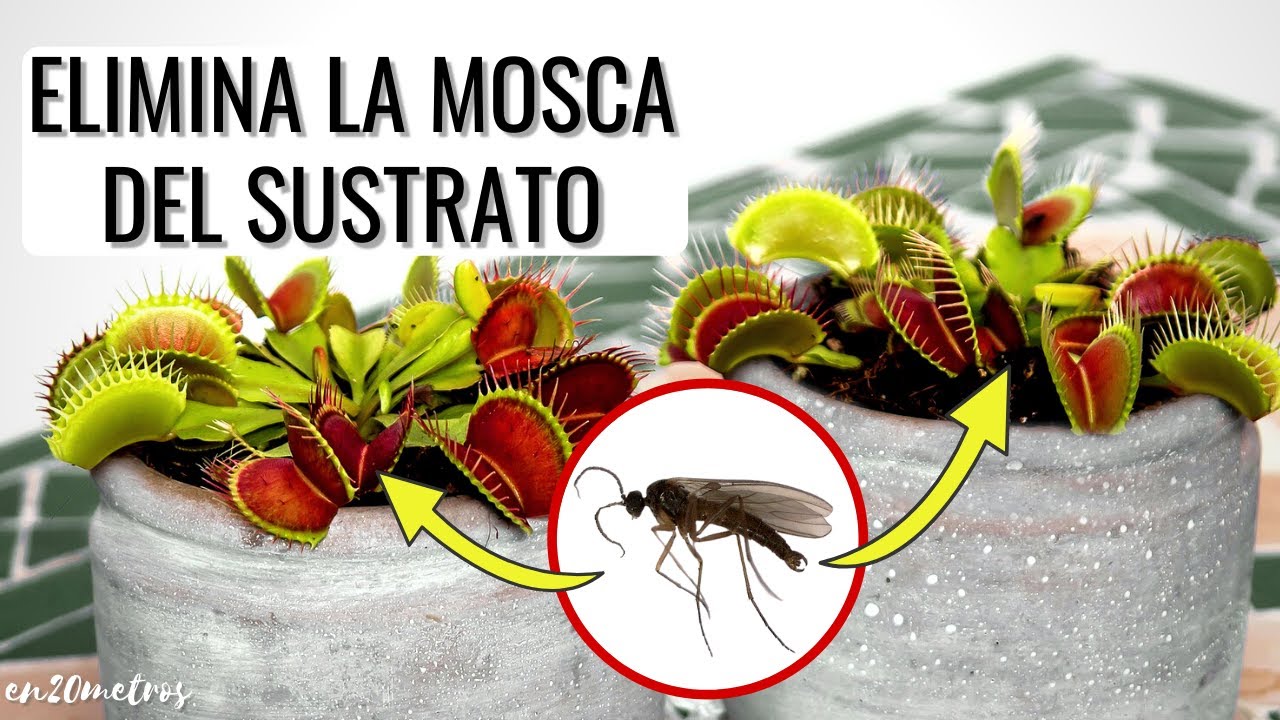 mi planta tiene moscas en la tierra