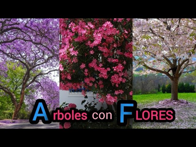 nombre de arbol con flores fucsia