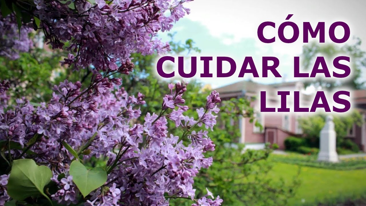 nombre de arbol con flores lilas