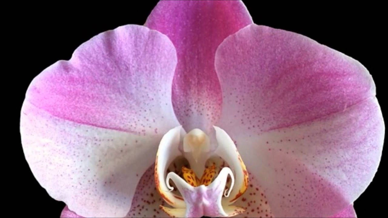 nombres de las flores mas comunes