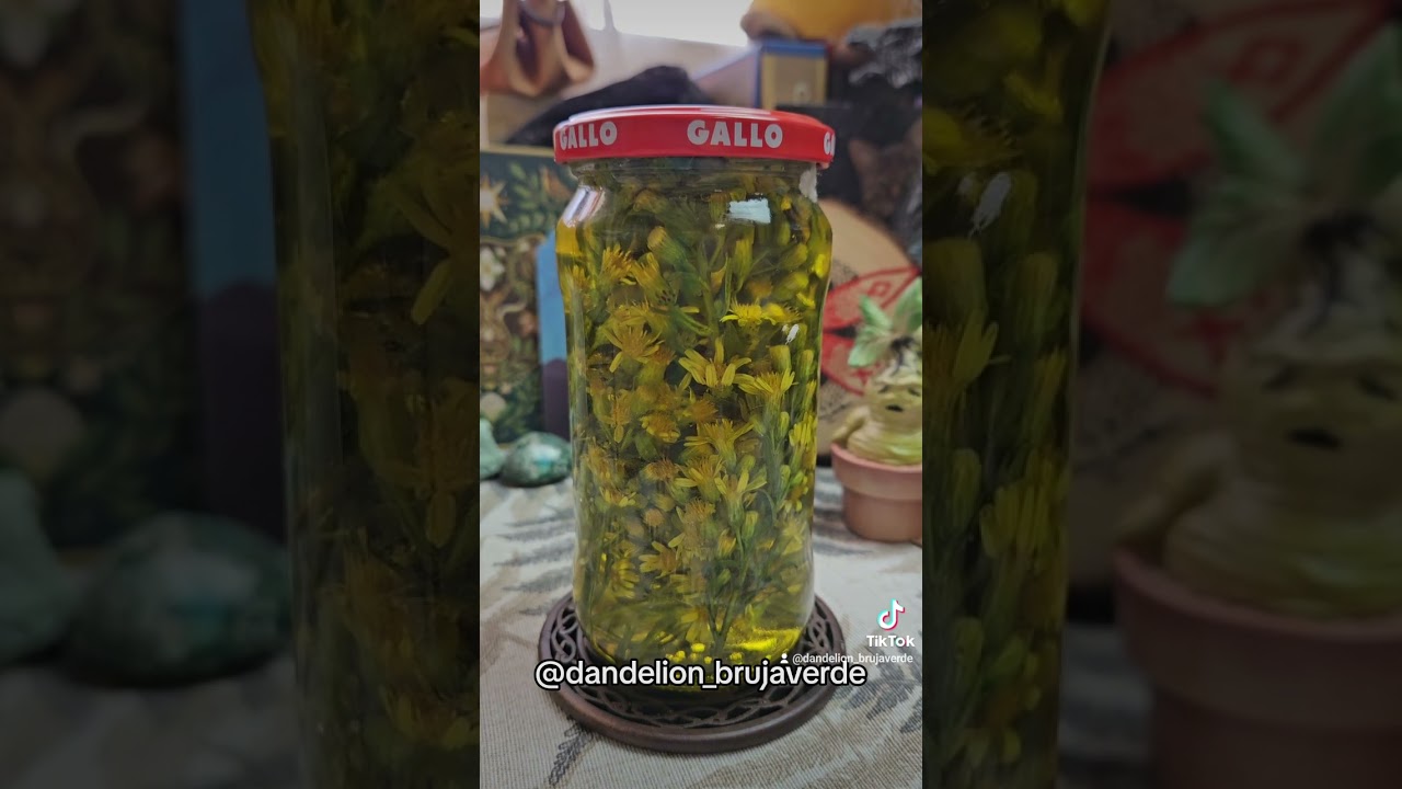 olivarda planta de la familia de las compuestas