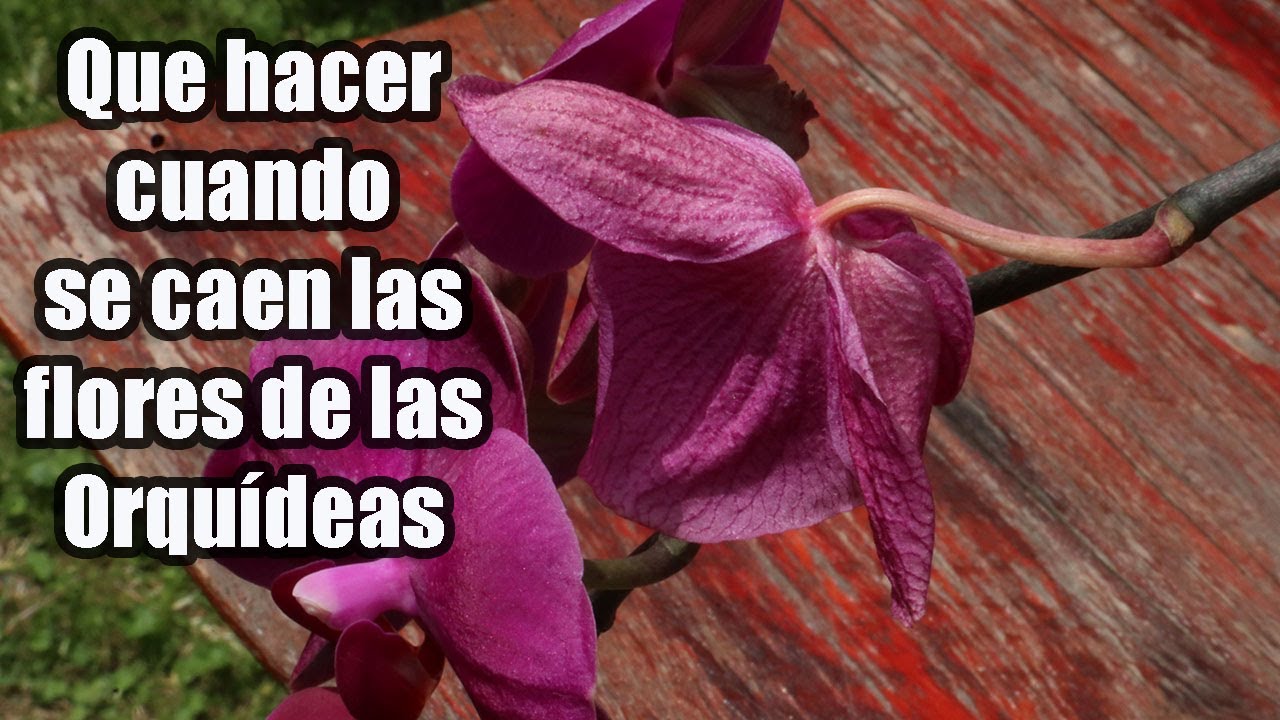 orquídeas cuidados cuando caen las flores