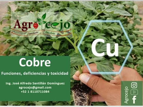 para que sirve el cobre en las plantas