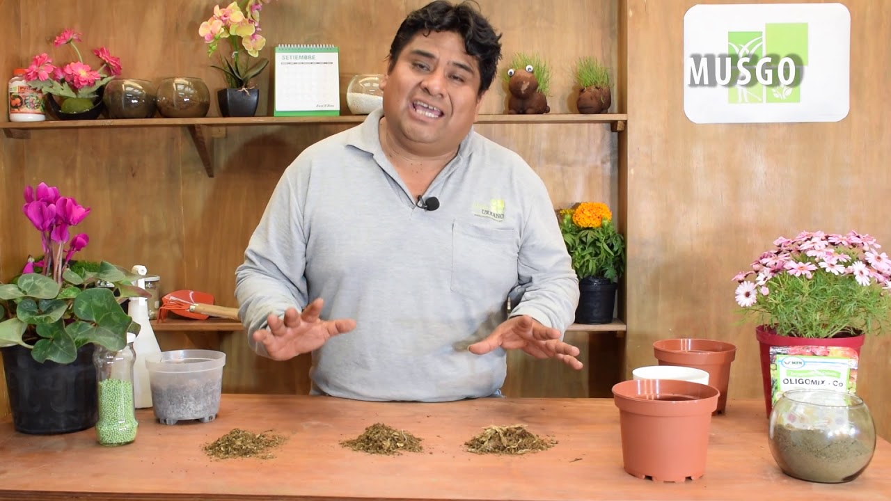para que sirve el musgo en las plantas