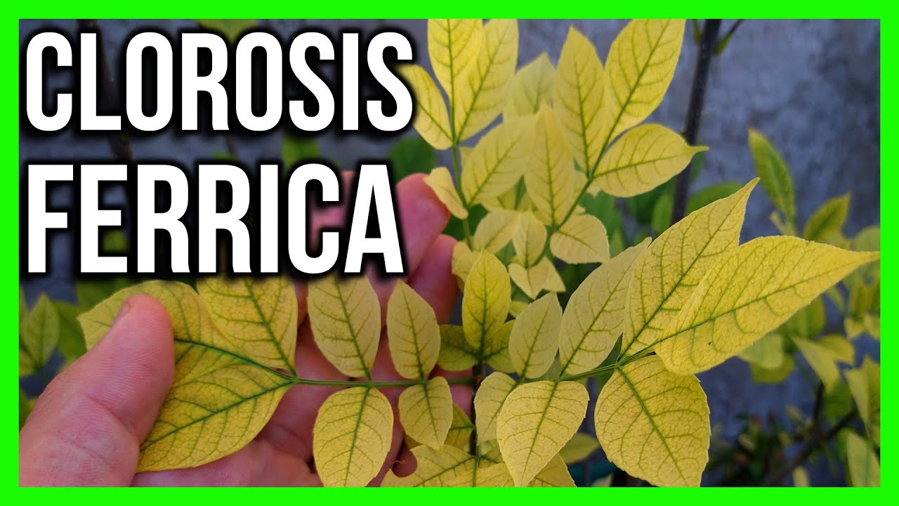 para que sirve el sulfato en las plantas