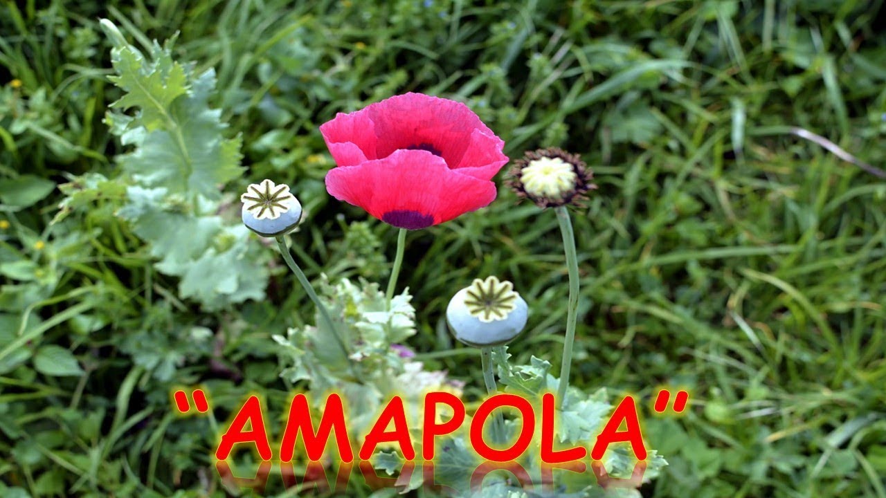 para que sirve la planta amapola