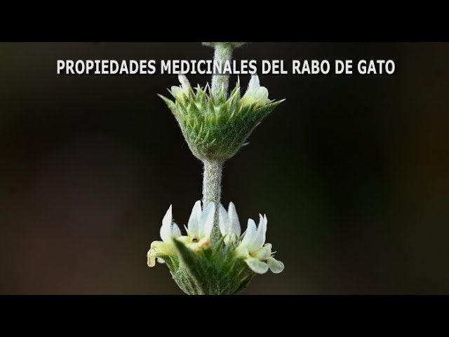 para que sirve la planta cola de gato