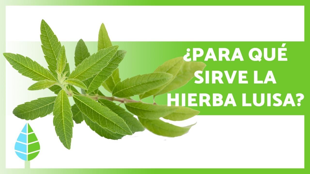 para que sirve la planta de hierba luisa
