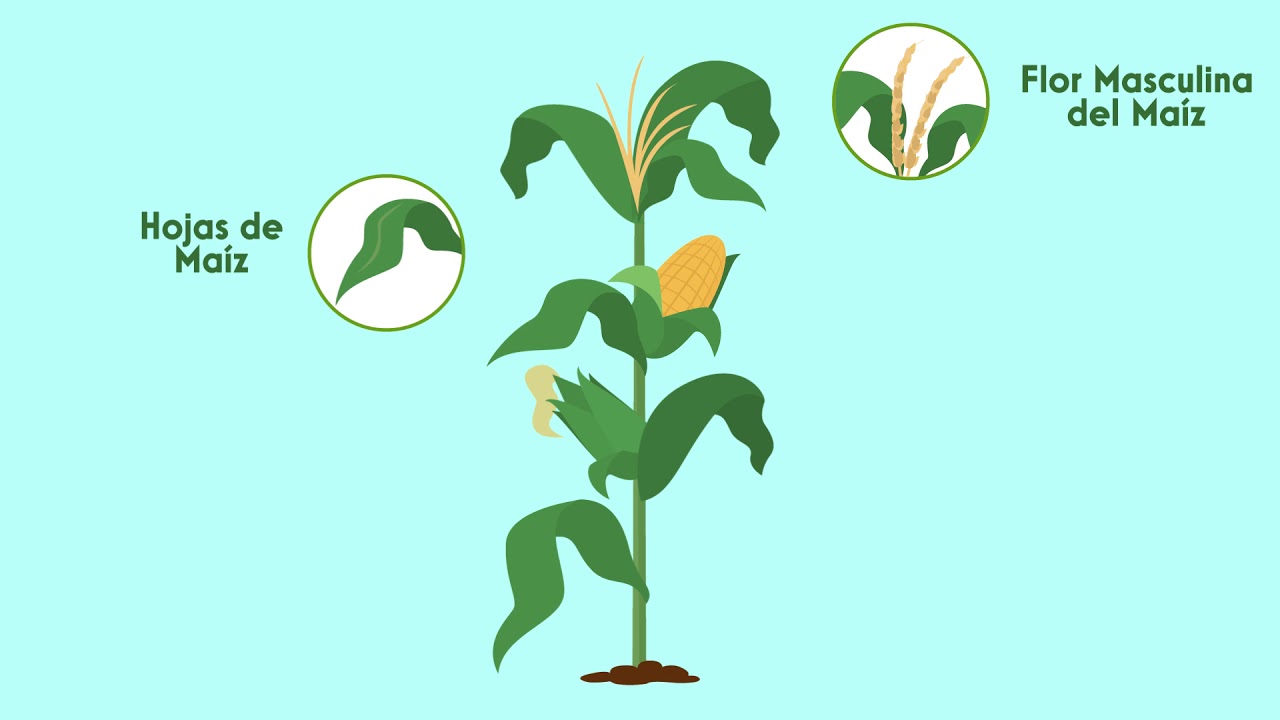 partes de la planta de maíz