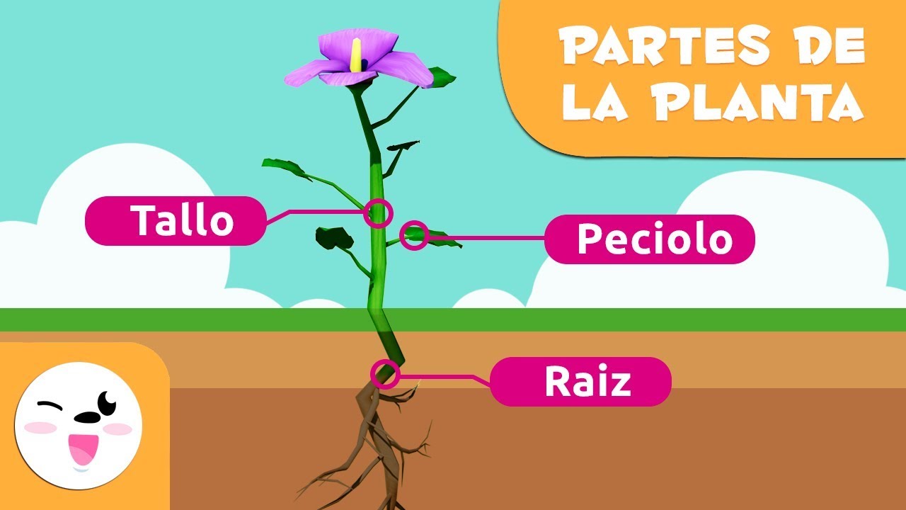 partes de una planta con flores