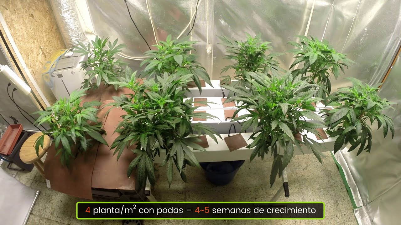 pasar a floración con 30 cm