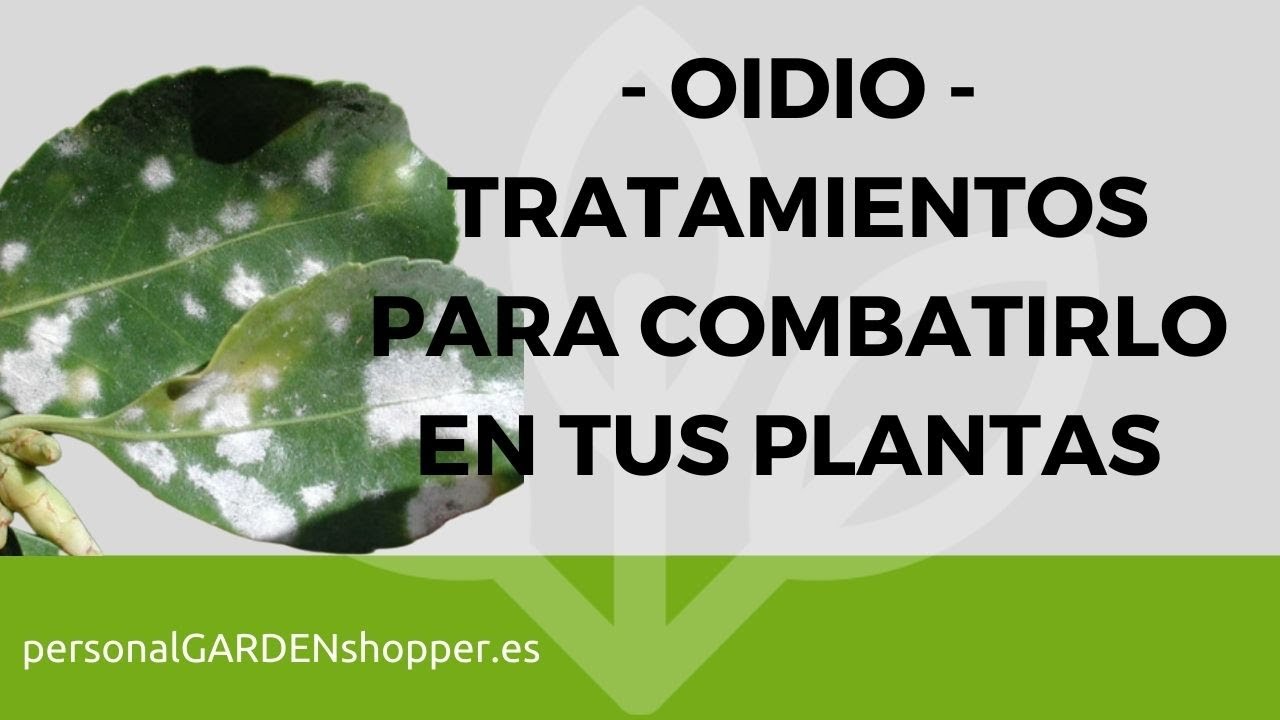 pintas blancas en las hojas de las plantas