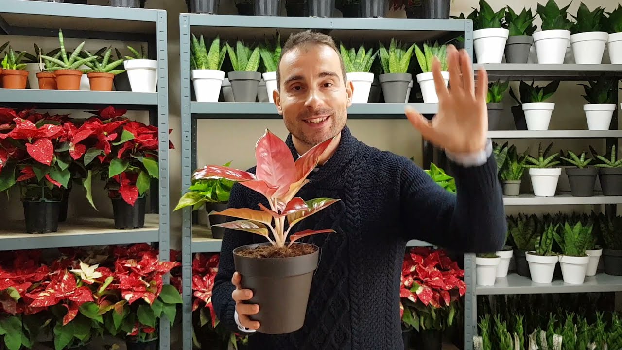 planta aglaonema es de interior o exterior