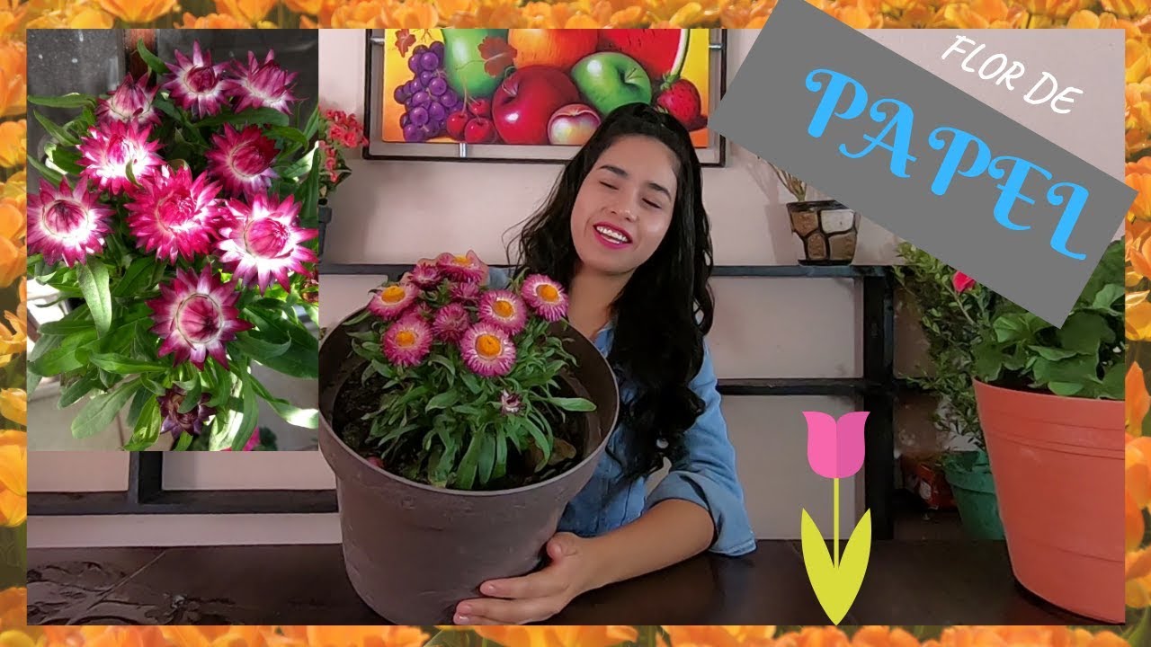 planta con flores que parecen de papel