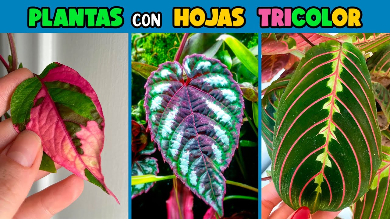planta con hoja verde y rosa