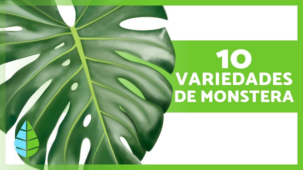 planta costilla de adan es de interior