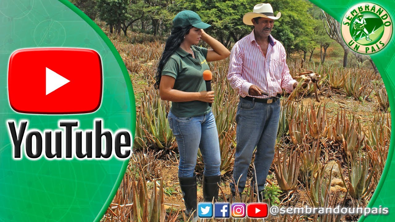 planta de aloe vera con hongos