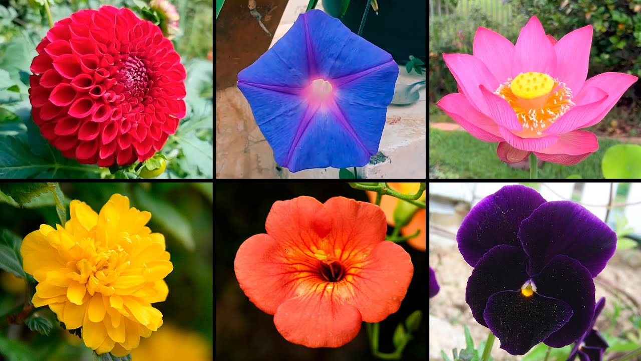 planta de flores acampanadas de diversos colores