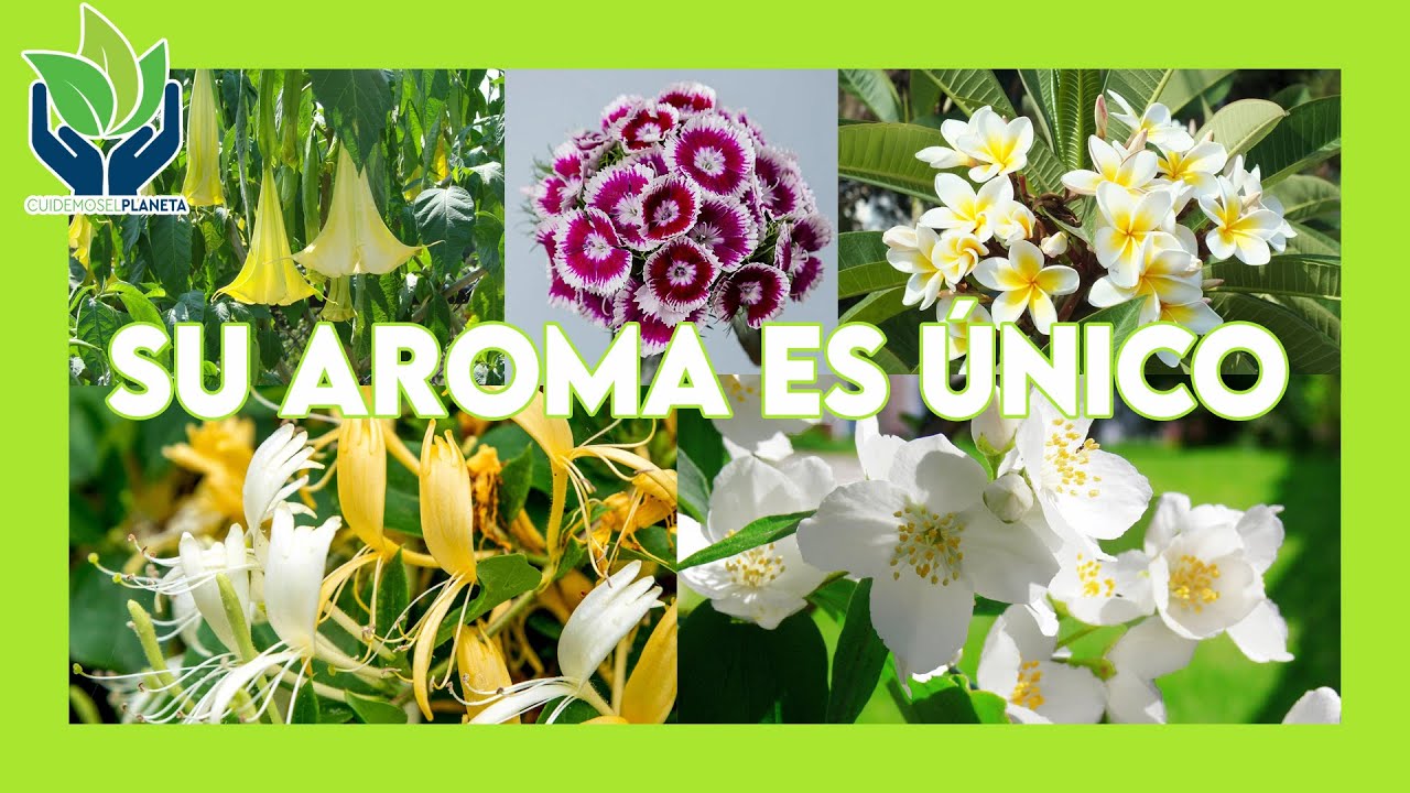 planta de flores muy aromáticas y hojas alargadas