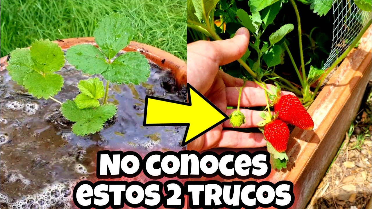 planta de fresas sol o sombra