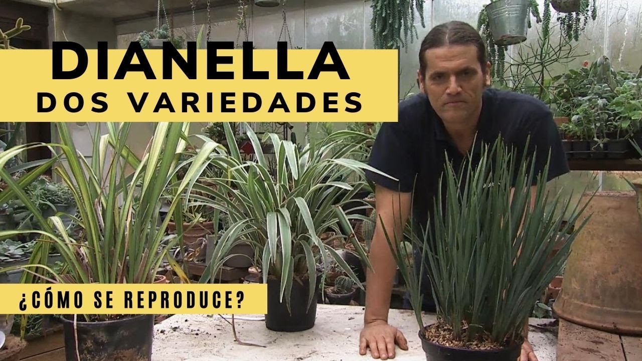 planta de hojas largas y delgadas