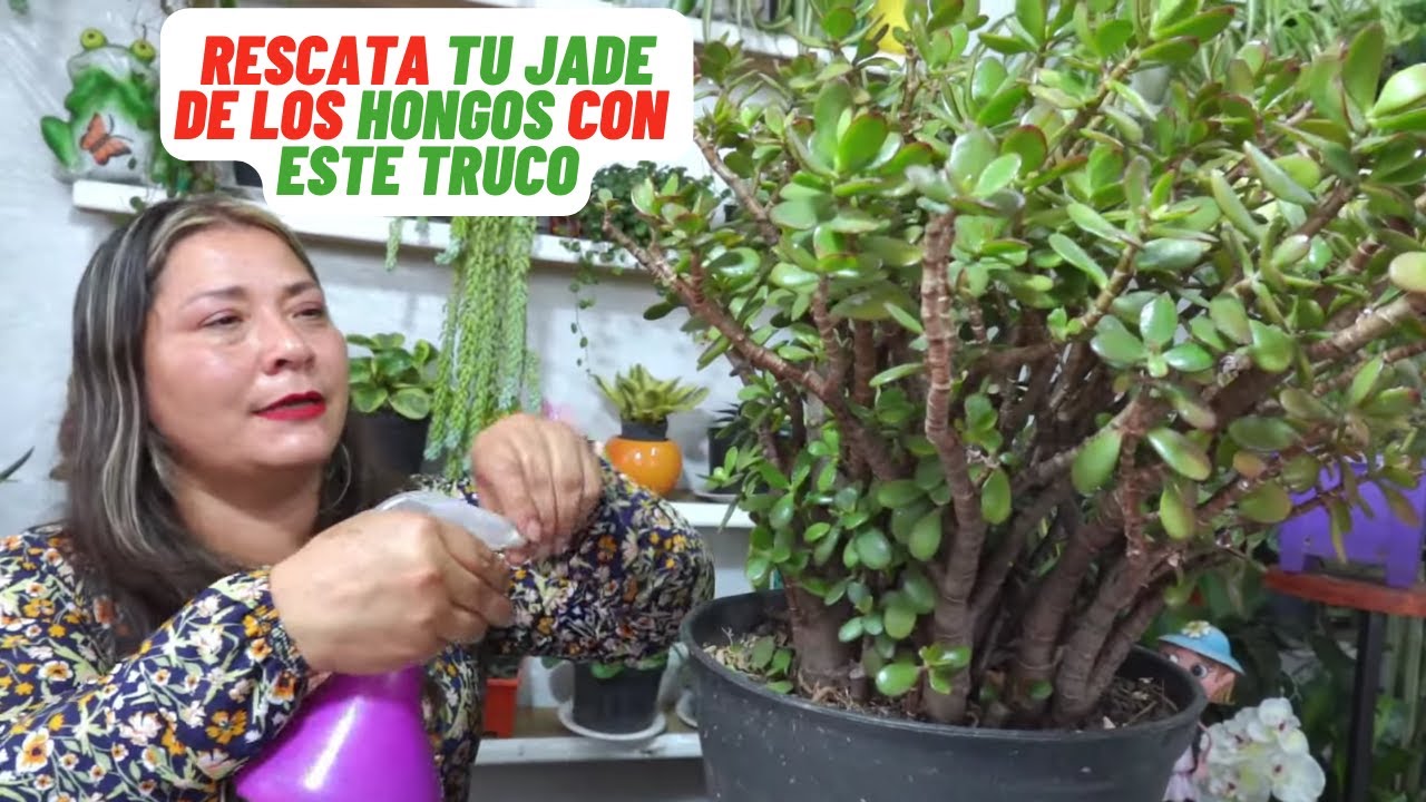 planta de jade con manchas negras