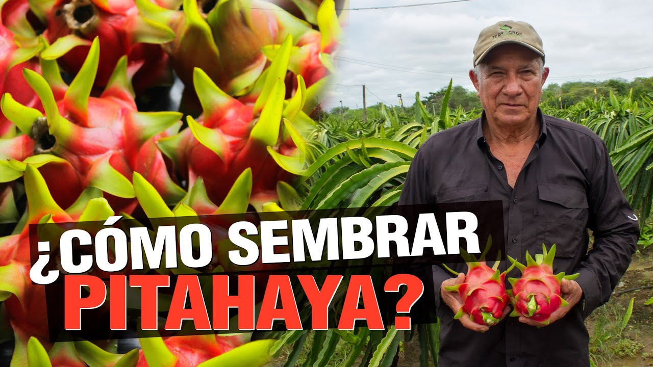 planta de la fruta del dragon