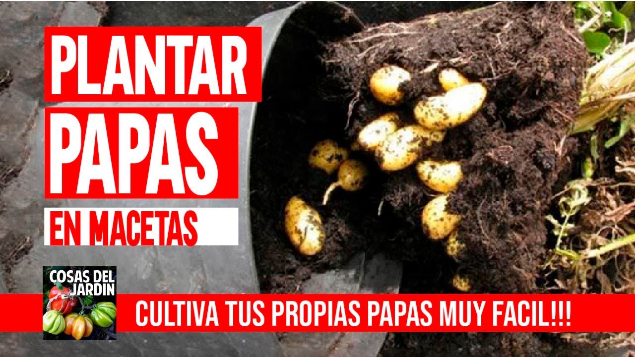 planta de la patata en maceta