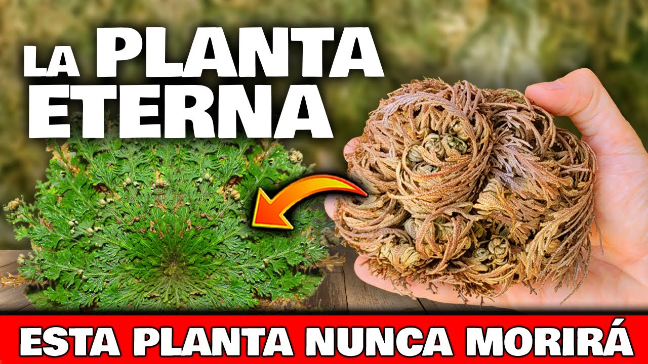 planta de la resurrección para que sirve