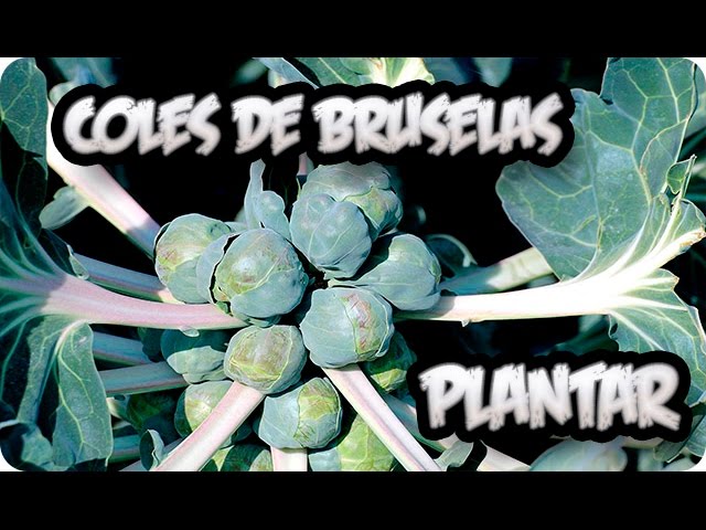 planta de las coles de bruselas