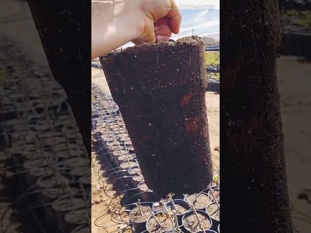 planta de pistacho injertada en maceta