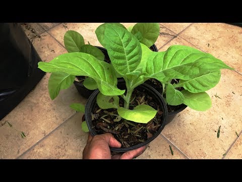 planta de tabaco en el huerto