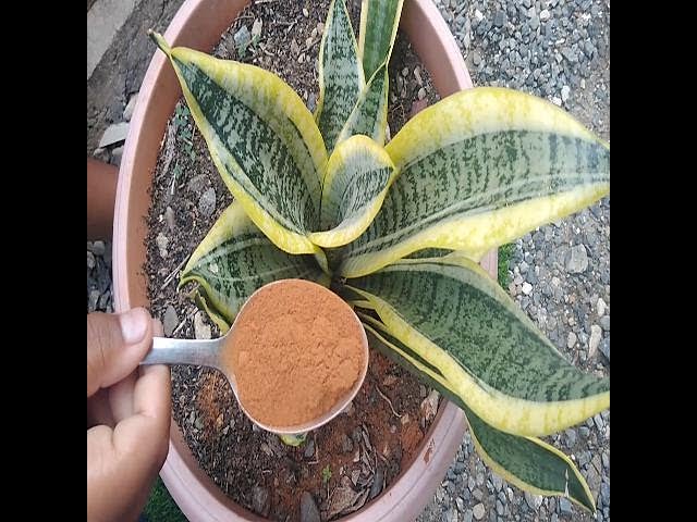 planta de tallo largo que se usa en cestería
