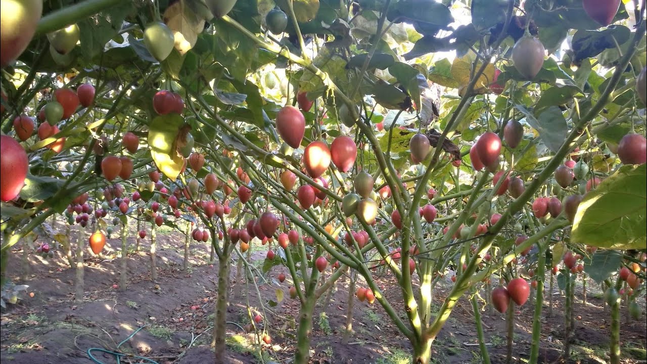 planta de tomate de arbol pequeña