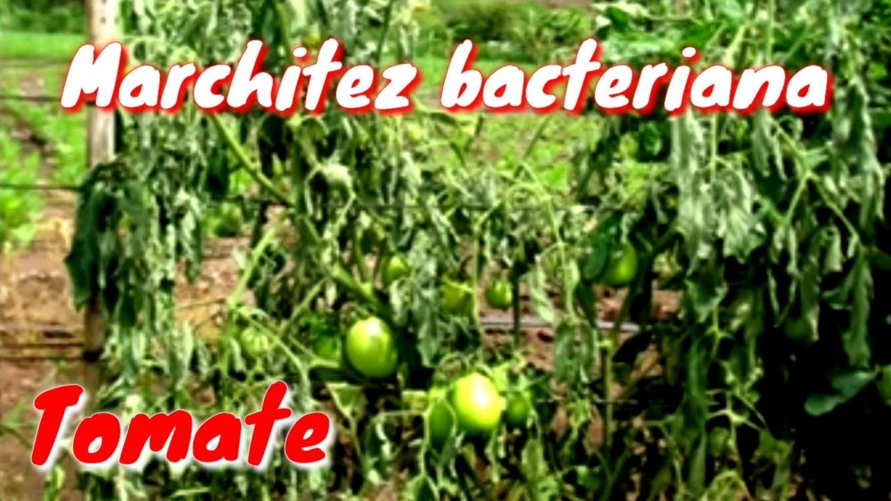 planta de tomate se secan las hojas