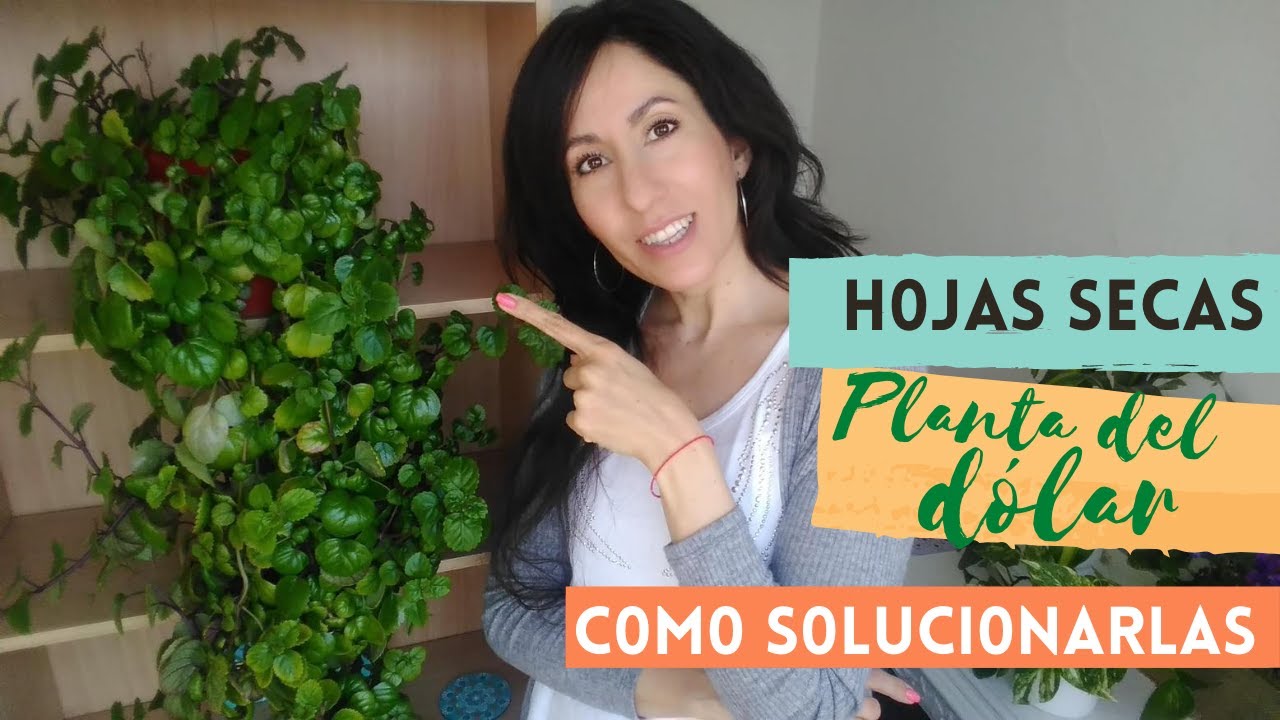 planta del dinero se le caen las hojas