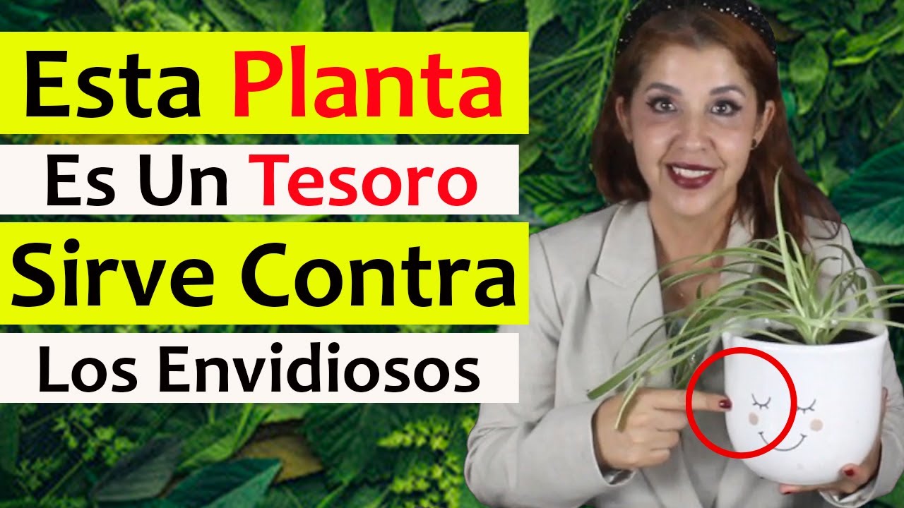 planta lazo de amor feng shui