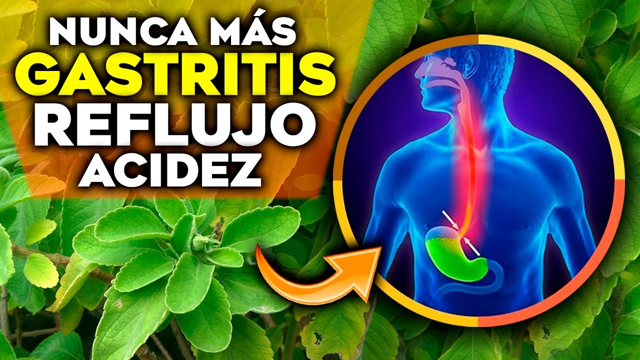 planta medicinal para la acidez estomacal