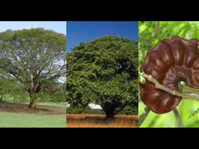 planta o arbol que empiece por i