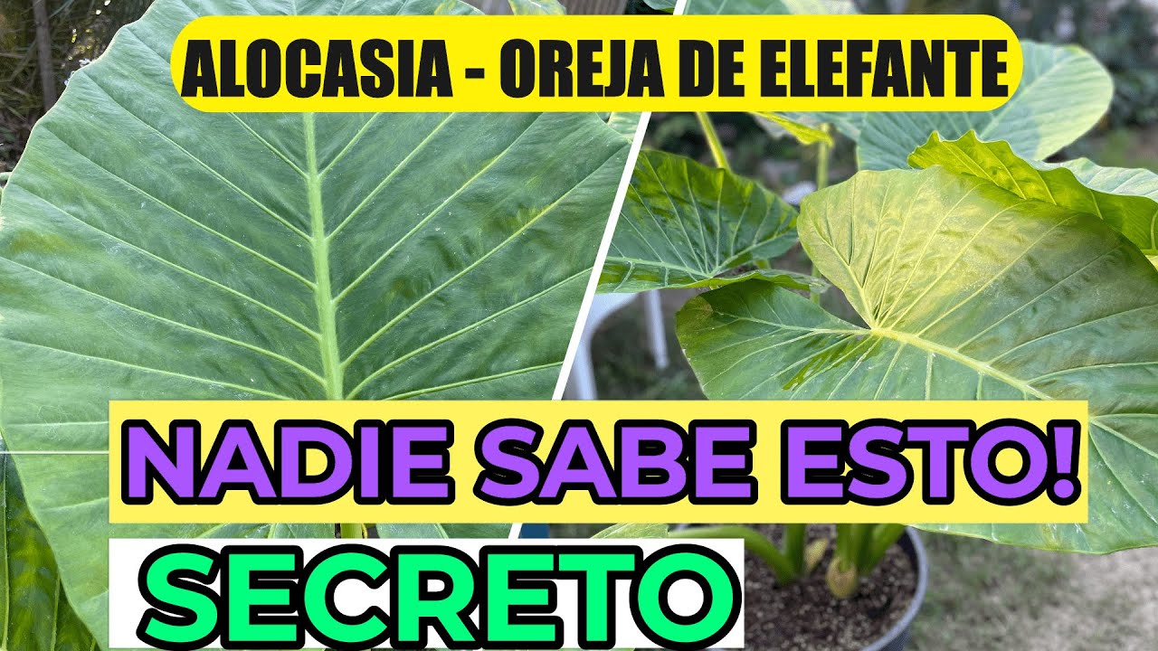 planta oreja de elefante es venenosa