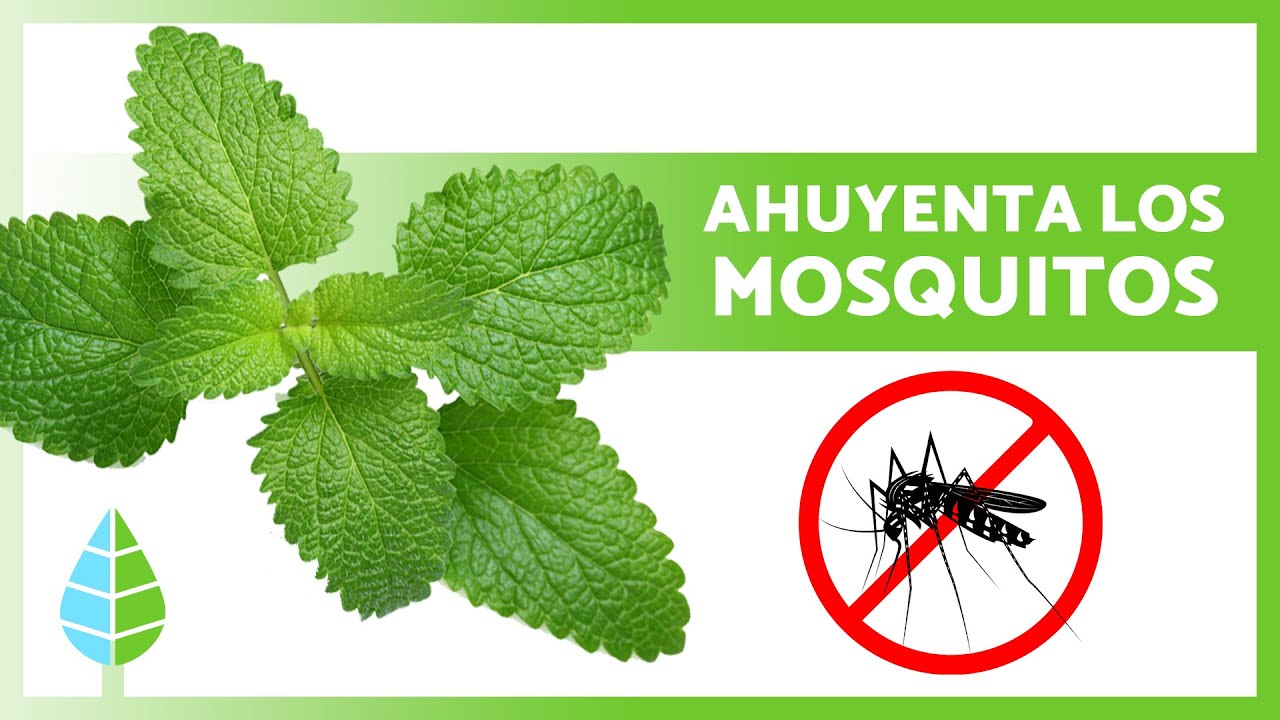 planta que espanta moscas y mosquitos