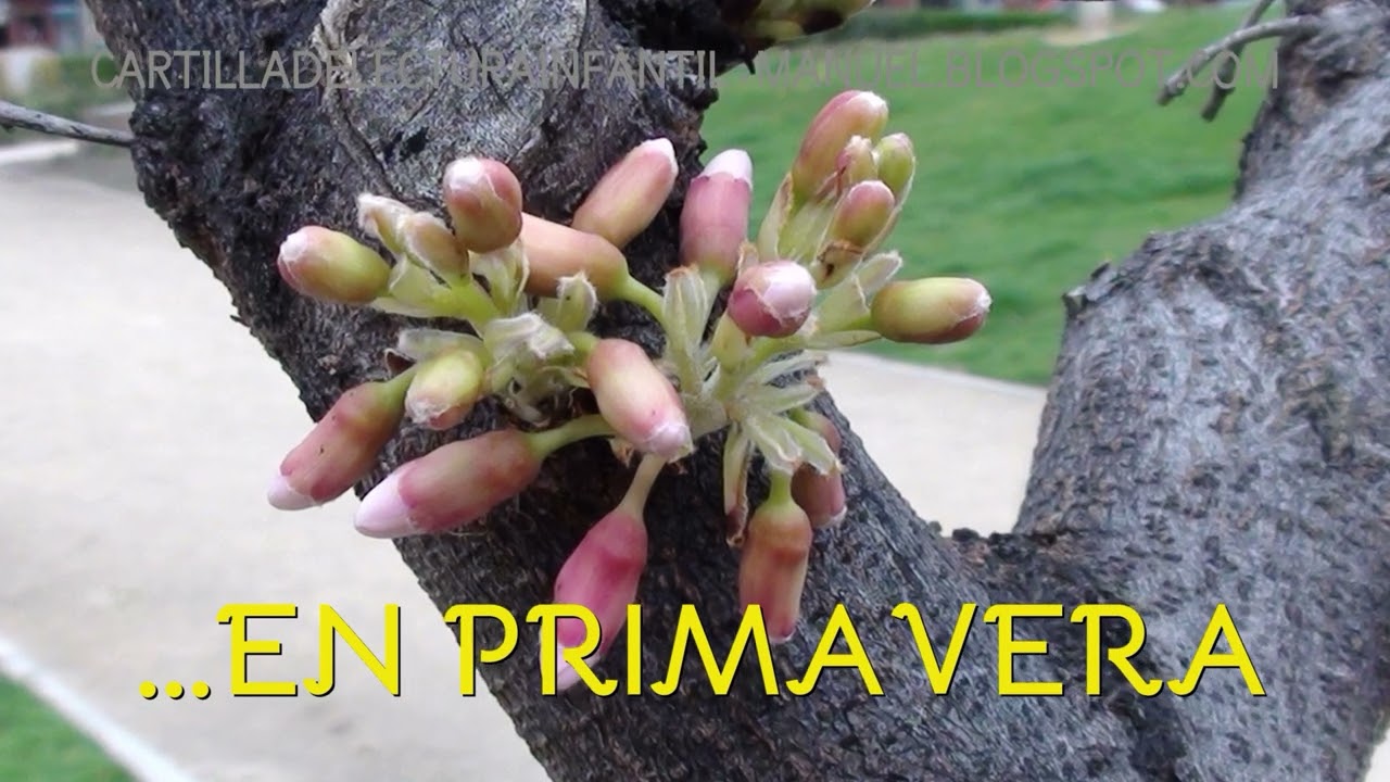 planta que se reproduce por yemas