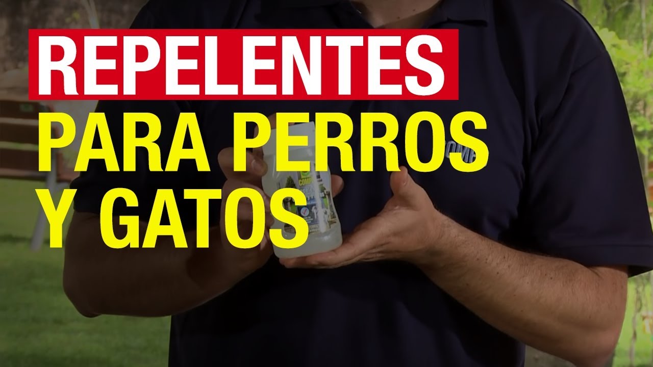 planta repelente para perros y gatos