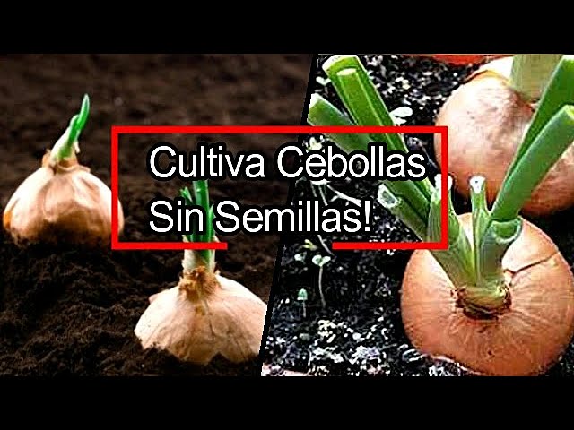 plantar cebollas a partir de una cebolla