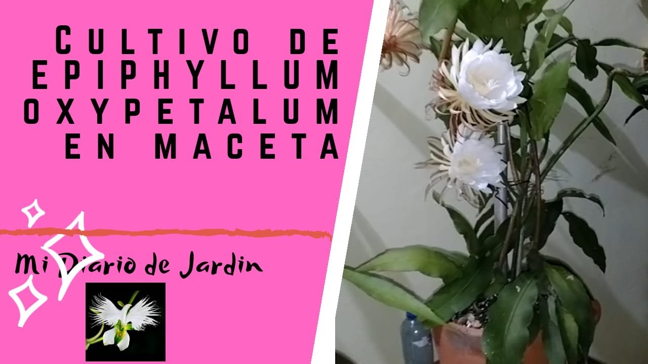 plantar dama de noche en maceta