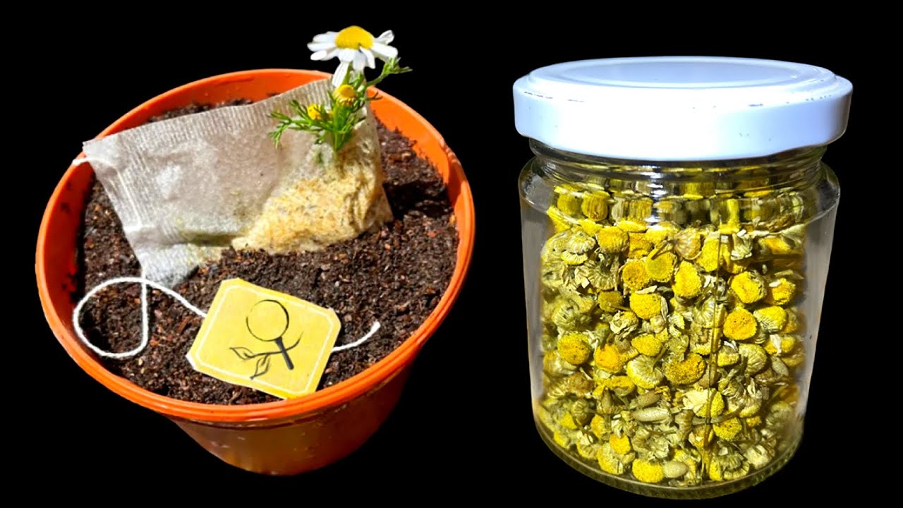 plantar manzanilla con saquito de te