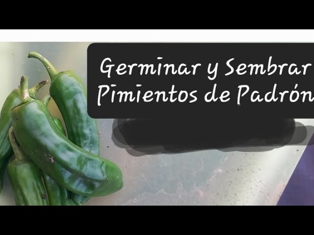 plantar pimientos de padrón en maceta
