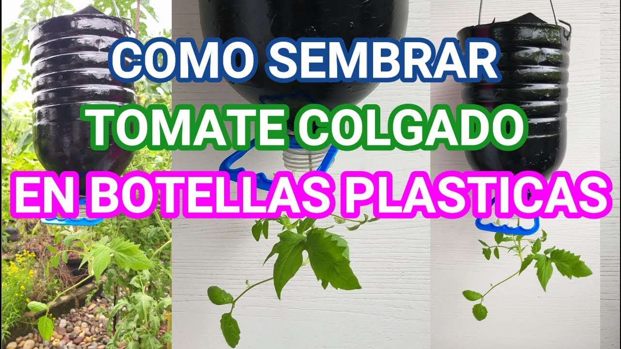 plantar tomates en garrafas de agua