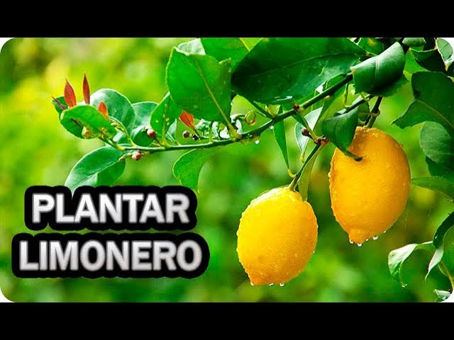 plantar un limonero en el jardin